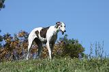 GREYHOUND 055